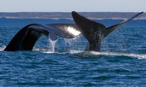ballenas-
