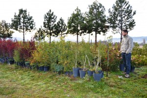 Plantas Natvas Trevelin 1