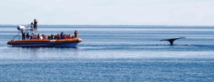 Temporada de Ballenas