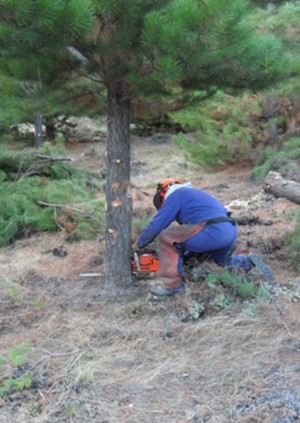 operarios forestales