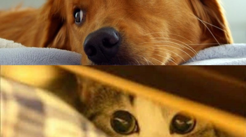 Protege a las mascotas de la pirotecnia