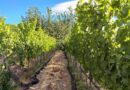 Chubut: Importantes avances para el sector vitivinícola