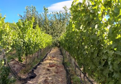 Trevelin se prepara para la Fiesta de los Viñedos