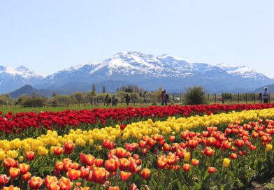 Trevelin abre la temporada 2026 de tulipanes