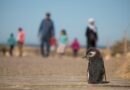Chubut superó los 100 mil visitantes en la temporada de pingüinos