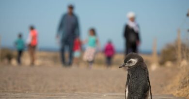 Chubut superó los 100 mil visitantes en la temporada de pingüinos