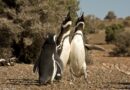 Comenzó la temporada de pingüinos en Cabo Dos Bahías