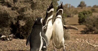 Comenzó la temporada de pingüinos en Cabo Dos Bahías