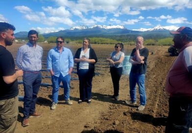 La producción de frutillas en Trevelin crece de 8 a 15 hectáreas y genera más empleo