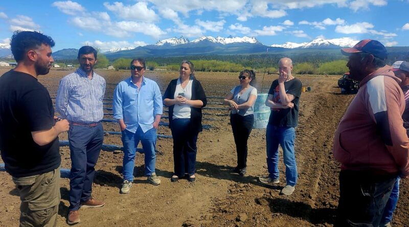 La producción de frutillas en Trevelin crece de 8 a 15 hectáreas y genera más empleo